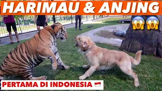 TEGANG! SNOW PRINCE KETEMU KENZO HARIMAU BENGGALA!!