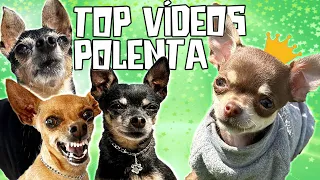 OS MELHORES MOMENTOS DA POLENTA DESDE QUE ELA CHEGOU ATÉ AGORA!