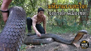 ลุยดิบEP. 56 มหึมาสะใจ!!จงอางยักษ์เมืองชล! Giant King Cobra Thailand.