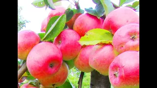 Как сделать простые прививки в саду)))😁🌲🌳🌿🌿🍎🍏🍐🍒✨☀🌞