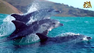 عجائب البحر .. مشاهد لأول مرة تراها في حياتك .. سبحان الخالق ـ  sea wonders