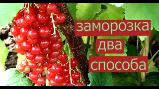 Заморозка красной смородины на зиму. Два лучших способа заморозки.