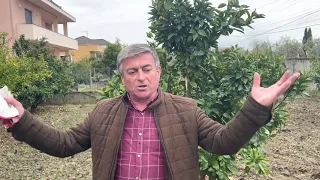 Krasitja në agrume, llojet dhe rëndësia e saj