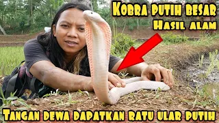 KOBRA ULAR PUTIH BESAR BERHASIL DI TAKLUKAN TANGAN DEWA