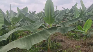 la bananeraies à 2 mois d'âge