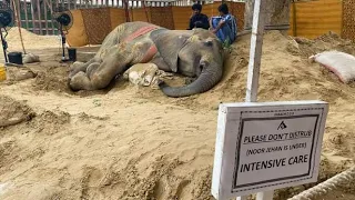 Elephant Noor Jahan Died in Karachi Zoo | Emotional Video Karachi Zoo during Elephant Dead
