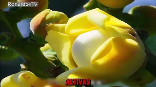 🌿 El Fascinante Mundo del Árbol de la Nuez de Brasil 🐝🌳
