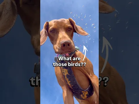 Dog wants to go flying?!👀🪂