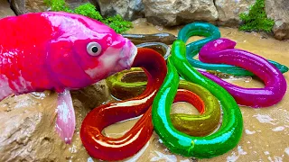 Stop Motion Cooking ASMR 다채로운 금붕어와 장어, 진흙 구덩이에서 메기 잡기/ 스톱모션 요리 Funny Video