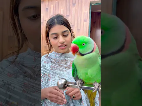 🦜￼तोता शैंपू लेने गया😍#parrot #training #video 😘#parrotlover #video #training #parrotlover ❤️