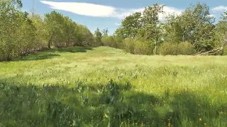 Calming Wind Blowing Across Forest Meadows / Relaxing Wind Through The Grass, Rustling Leaves,...