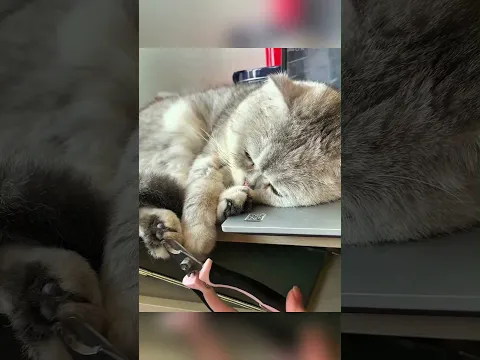 Different ways to trim your cats nails... #cat #catvideos #funny #animals #cute #animalshorts