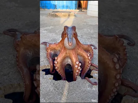 जमीन से निकाला ऑक्टोपस 😨😱ll #shortsfeed #vikassir #octopus #danger #shorts #viral