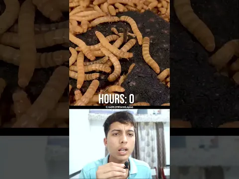 Jolochip Eating Challenge 🪳 #shorts
