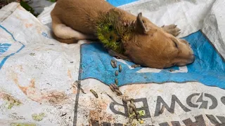 Puppies Rescued With ~Maggots&Wounds