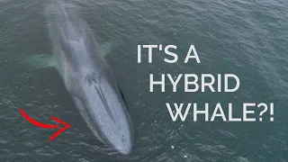 The RAREST WHALE in the WORLD! 🐋
