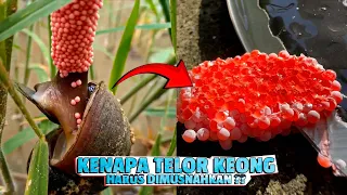 TELUR KEONG YANG SANGAT BERBAHAYA, HANCURKAN SEGERA !!