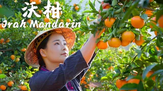 「一席一果」沃柑——无法替代的酸甜多汁【滇西小哥】