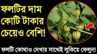 ফলটির দাম কোটি টাকার চেয়েও বেশি || কোথাও এই ফলটি দেখলেই চুপ করে তুলে নিয়ে আসুন | হীরার চেয়েও দামি ফল