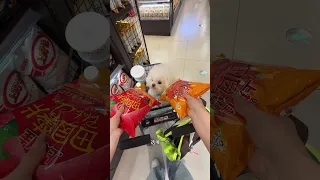 今天帶嘿嘿去露營。 #比熊