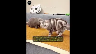 #dadidachannel #catshorts