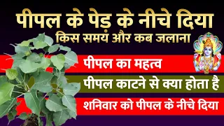 पीपल के पेड़ के नीचे दिया किस समय और कब जलाना चाहिए || पीपल का महत्व || पीपल काटने से क्या होता है