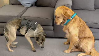Golden Retriever Meets Completely Broken Rescue for the First Time