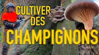 Je cultive mes champignons 🪵🍄‍🟫