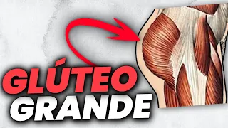 AUMENTA TUS GLÚTEOS con la MEJOR RUTINA según la ciencia [Todos los EJERCICIOS explicados]