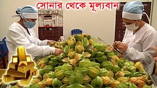 গ্রামের ফেলে দেওয়া ফল এখন শহরে এসে গোল্ডেন বেরি - Golden Berry farming process