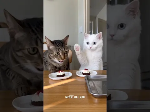 When Siblings Never Back Down. | เมื่อพี่น้องคู่นี้ไม่มีวันยอมกัน