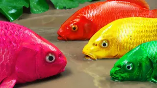Stop Motion ASMR - The Most Beautiful Colorful KOI Catching Strange Catfish | Mud Cooking Experiment