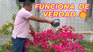 Este ABONO CASERO hace FLORECER la BUGAMBILIA como LOCA 😱🌸