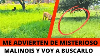 Me advierten de misterioso Malinois sin dueño y lo busco con Zeus 😱
