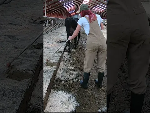 Girl cleans the manure in the stem for the cows