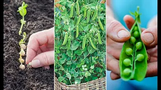 Como Plantar GUISANTES - GUIA de cultivo desde la SIEMBRA hasta la COSECHA || La Huertina De Toni