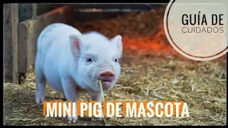 Mini pig/cerditos y sus cuidados, la mejor mascota??