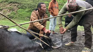 Amazing Himalayan Shepherd Life In Dolpa ||Life In Yak Shed || Organic Life Of Nepal Documentary.