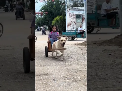 cute dog