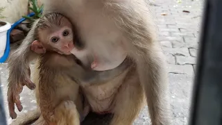 Monkey Live