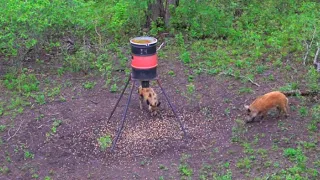 TOXIC Broadhead VS  Feral HOG!