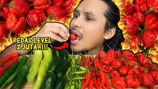 CAROLINA REAPER pedas yang tiada otak level 2JUTA! (mukbang malaysia) HABANERO JALAPENO SPICY TEST