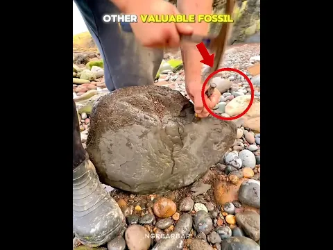 Other valuable fossil VS this one 🤯