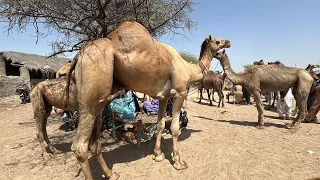 Deep Desert Camel Mandi 🐪 Eid ul Adha Special | Long Travel & Real Footage 
