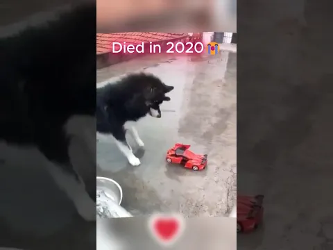 Gone But Never Forgotten (Then vs Now) 💔🕊️