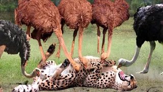 Unbelievable... Ostrich Joins Forces To Attack Cheetah To Protect Their Babies - Lions vs Buffalo