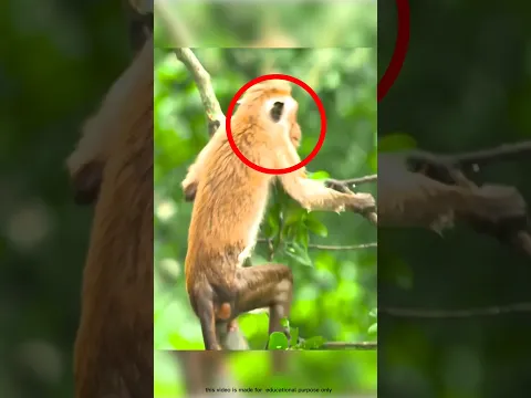 Crocodile vs monkey? #shorts #animals