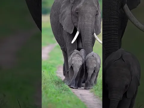 Baby elephant 🐘