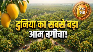 सबसे ज्यादा आम किस देश में और भारत के किस राज्य में ? पूरी विडिओ देखें |