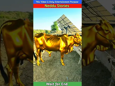 Gongy ny Cow per jaduio Pani ku Dala? #neddustories #shorts